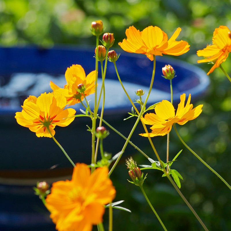Backyard Birding Wildflower Seed Mix