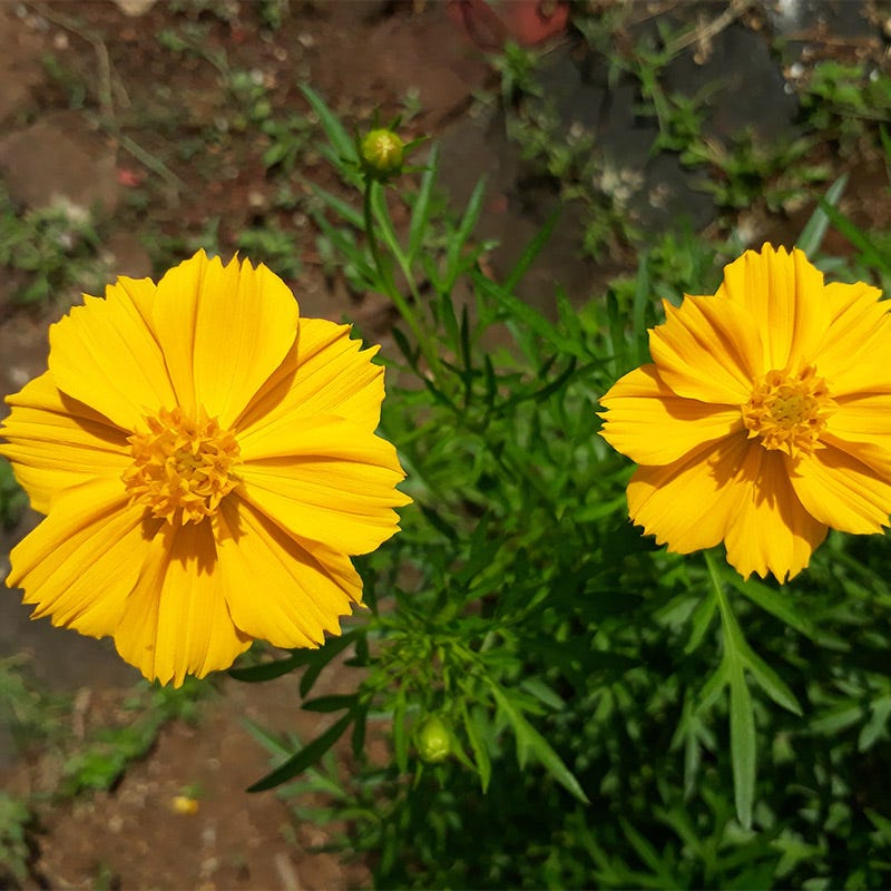 Dwarf Gold Sulphur Cosmos Seeds