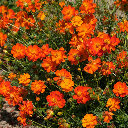 Sulphur Cosmos Seeds