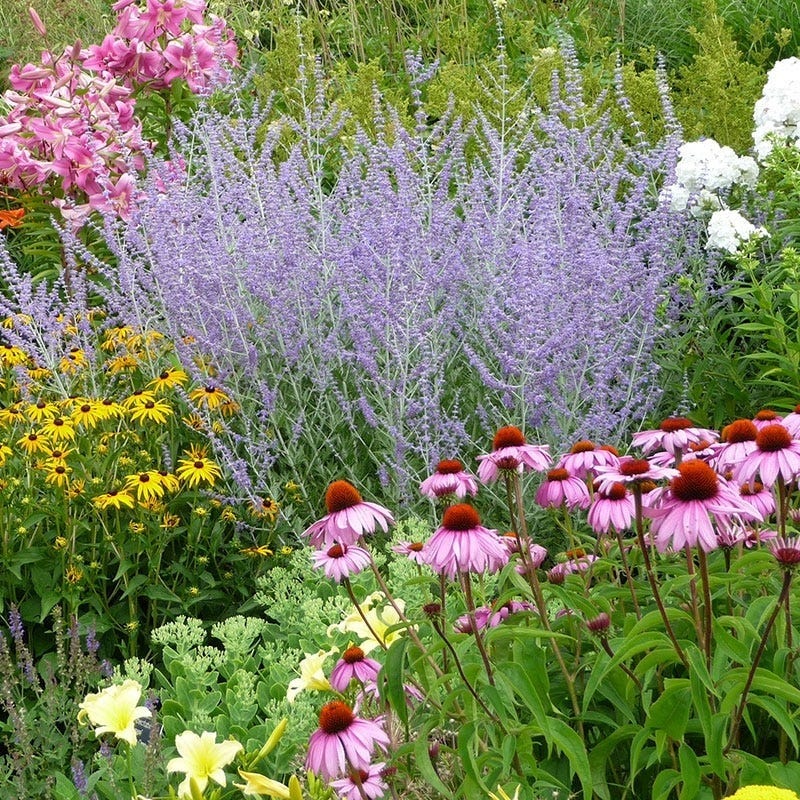 Summer Long Blooms Pre-Planned Garden