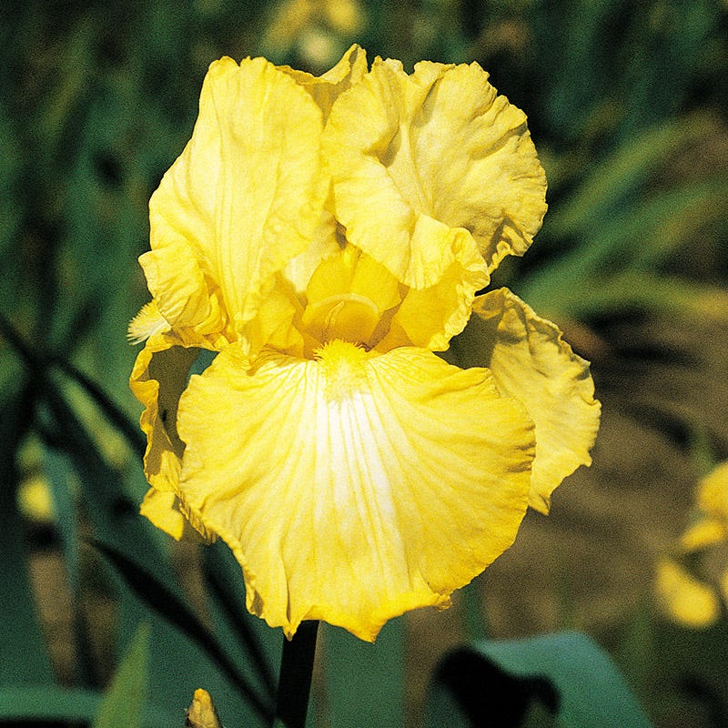 Summer Olympics Reblooming Bearded Iris