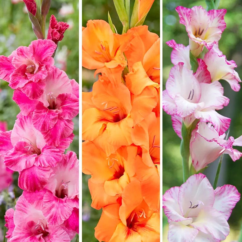 Summer Sorbet Gladiolus Collection - Thumbnail 2