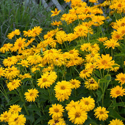 Summer Sun Heliopsis