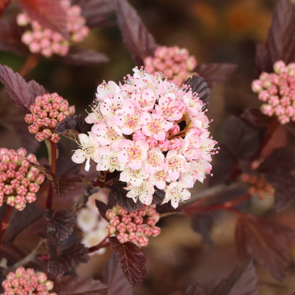 Summer Wine® Rosé Ninebark