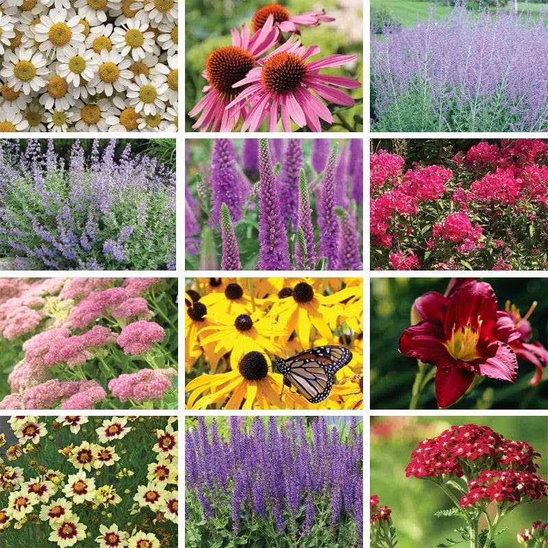 Summer Long Blooms Pre-Planned Garden