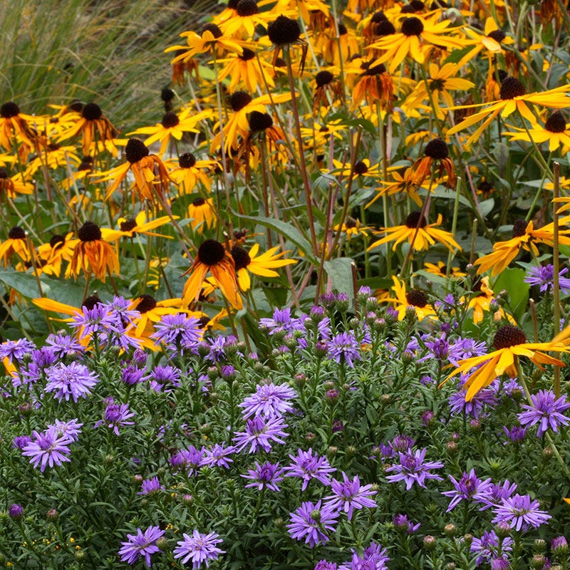 Sun Loving Pre-Planned Garden - Large