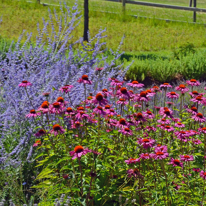 Sun Loving Pre-Planned Garden - Large