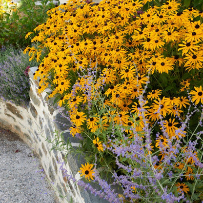 Sun Loving Pre-Planned Garden - Large