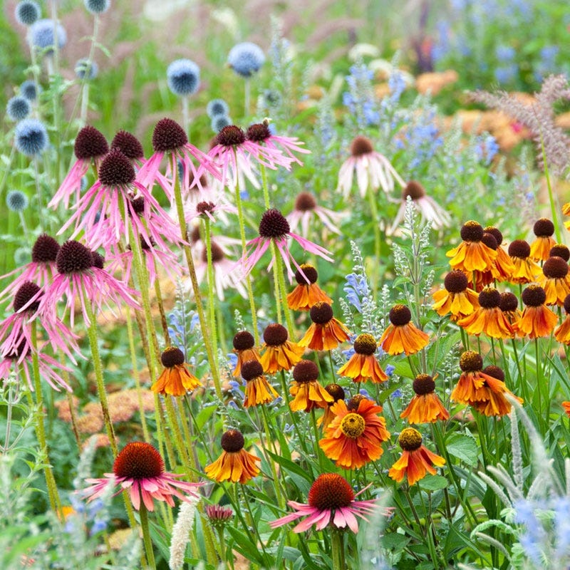 Sun Loving Pre-Planned Garden - Small