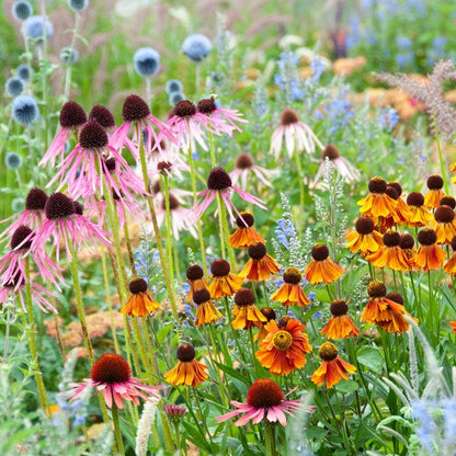 Sun Loving Pre-Planned Garden - Small