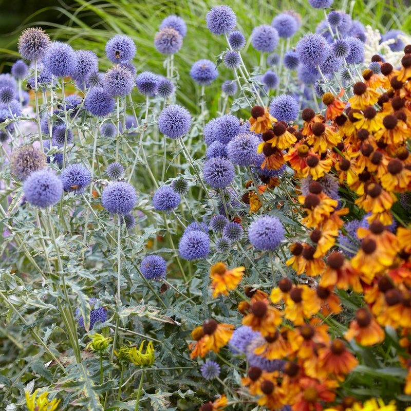 Sun Loving Pre-Planned Garden - Small