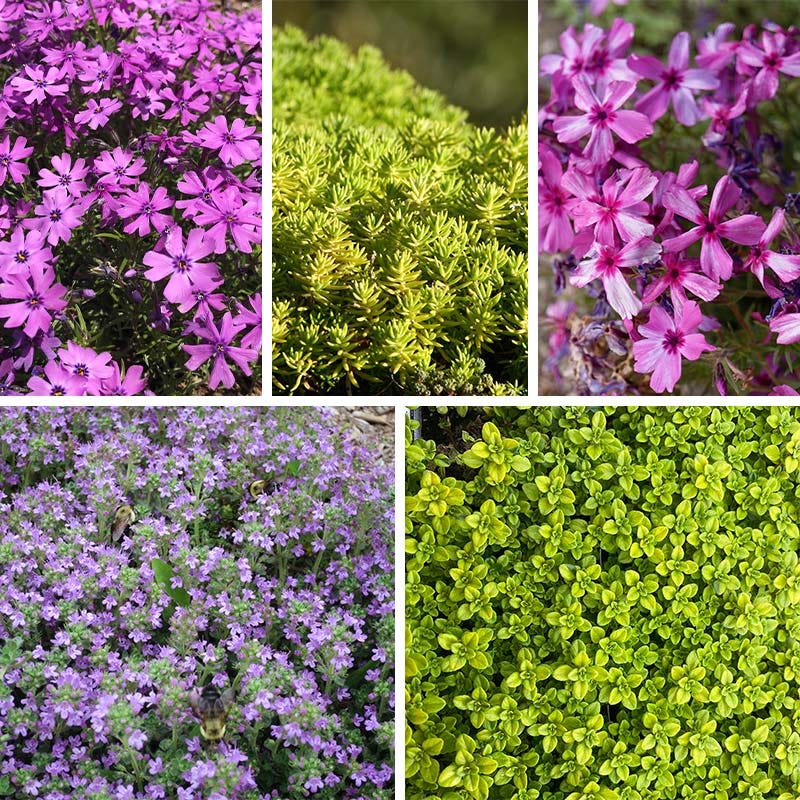 Sun Loving Tapestry Lawn Plant Collection