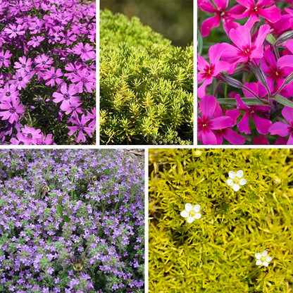 Sun Loving Tapestry Lawn Plant Collection