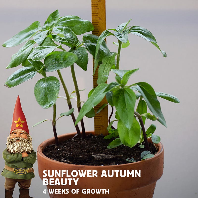 Autumn Beauty Sunflower Seeds