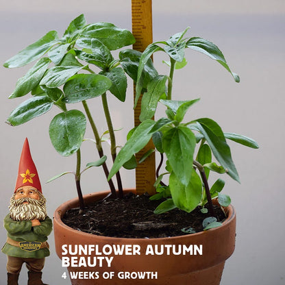 Autumn Beauty Sunflower Seeds