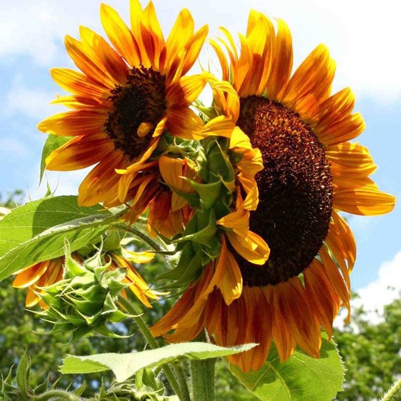 Autumn Beauty Sunflower Seeds