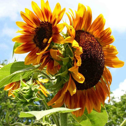 Autumn Beauty Sunflower Seeds