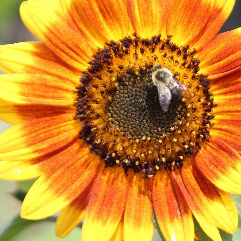 Autumn Beauty Sunflower Seeds