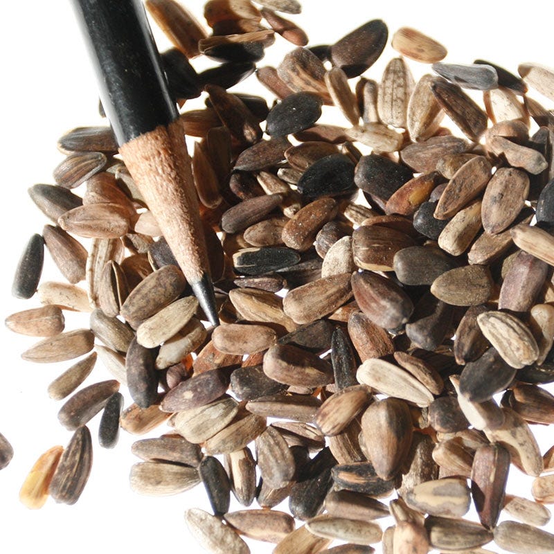 Autumn Beauty Sunflower Seeds