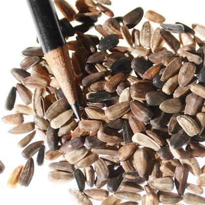 Autumn Beauty Sunflower Seeds