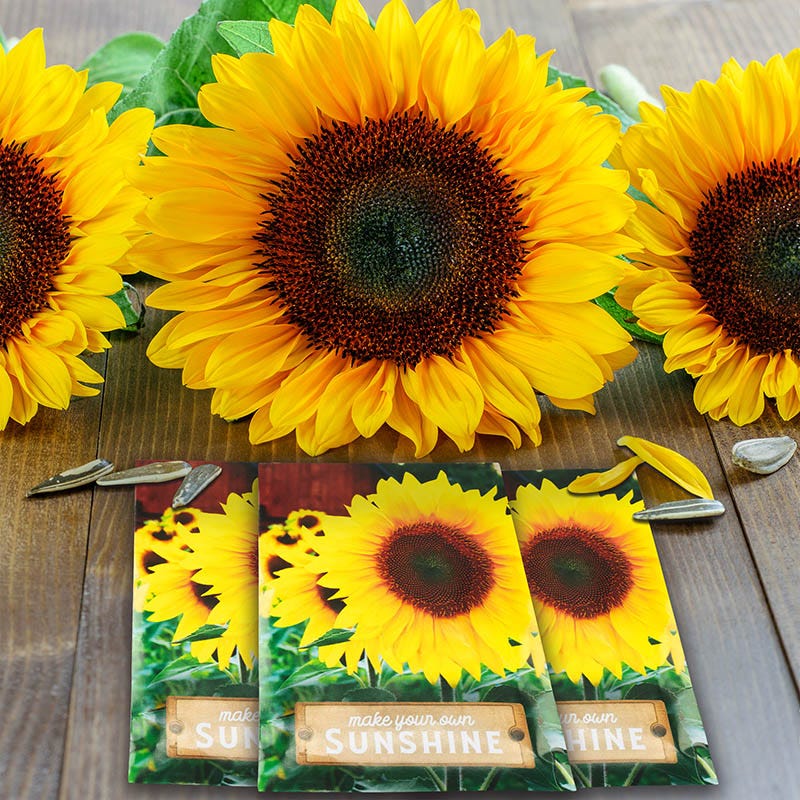 sunshine flower seeds Sunflower Barn Print Seed Packet, Seed Favors