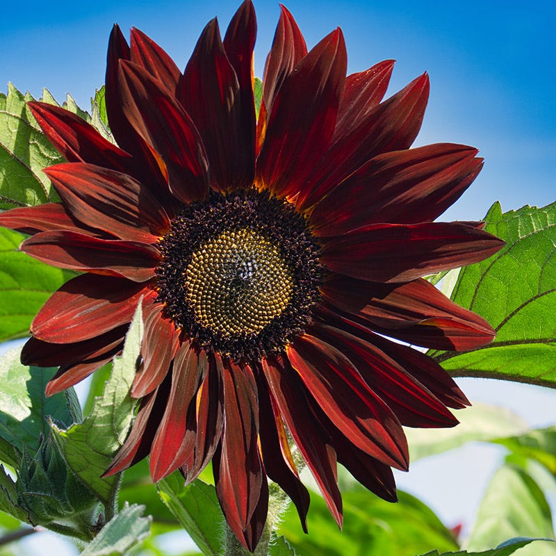 White Light Sunflower Seeds for Planting (20 Seeds) - Grow Pure White