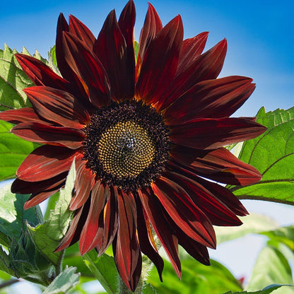 Burgundy Wildflower Seed Mix