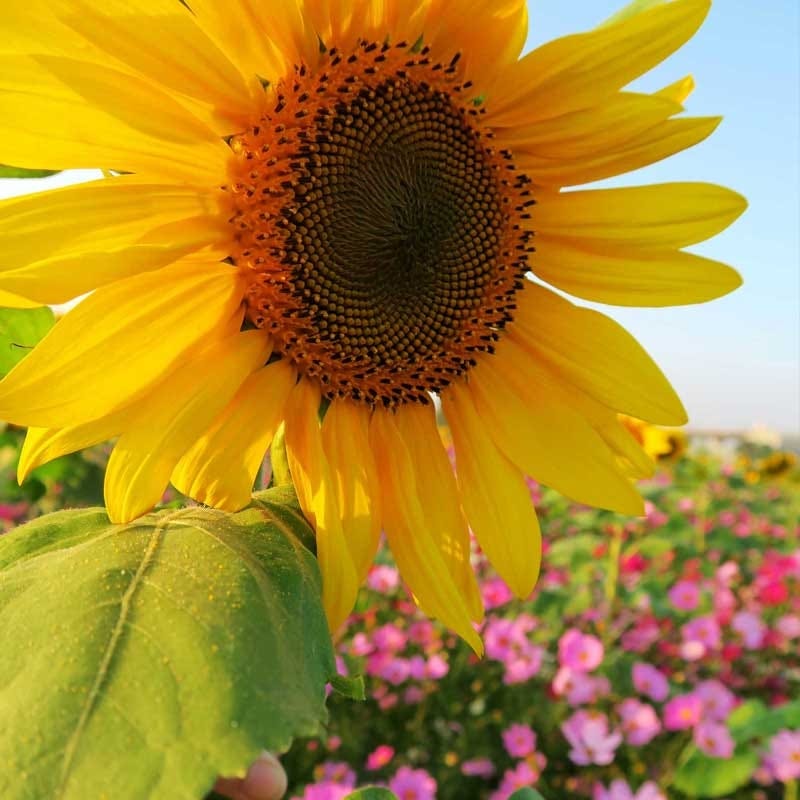 Wild Sunflower & Cosmos Seed Combo