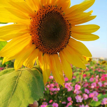 Wild Sunflower & Cosmos Seed Combo