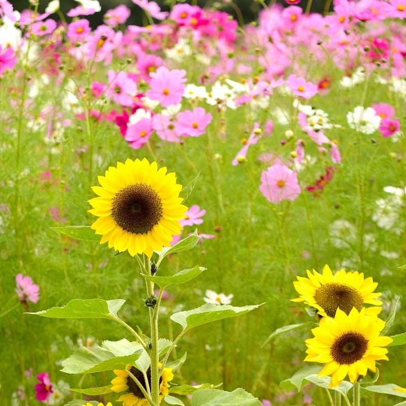 Wild Sunflower & Cosmos Seed Combo