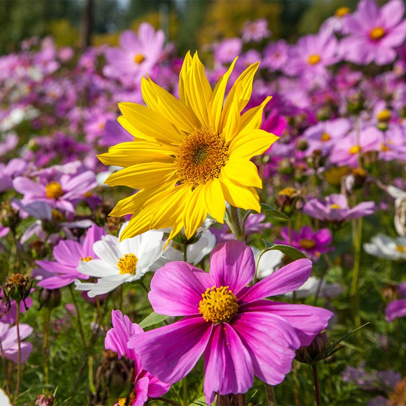annual wild flower seeds All Annual Bold Color Wildflower Seed Mix