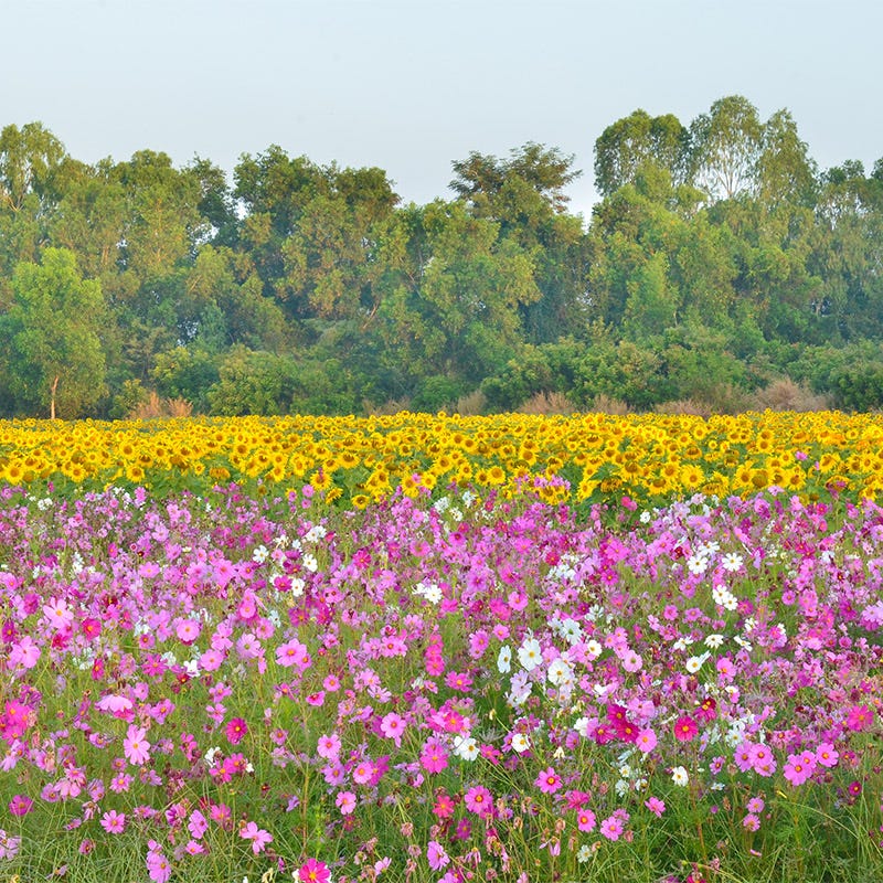 Wild Sunflower & Cosmos Seed Combo