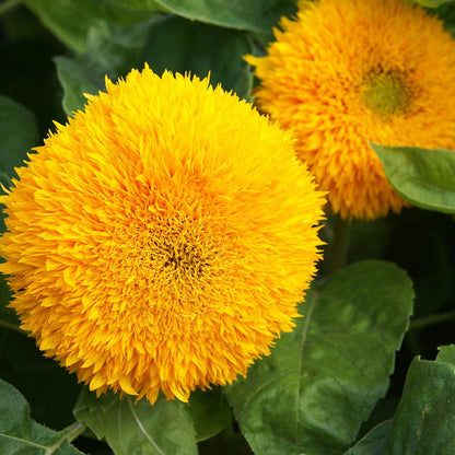Dwarf Sungold Sunflower Seeds