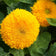 Dwarf Sungold Sunflower Seeds|Sunflower Dwarf Sungold with big yellow blooms