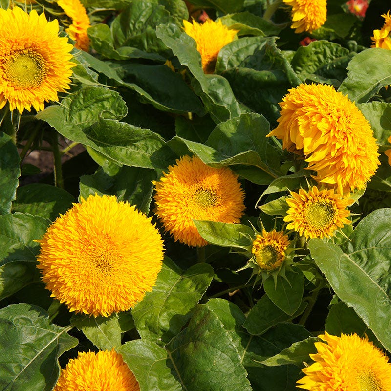Dwarf Sungold Sunflower Seeds