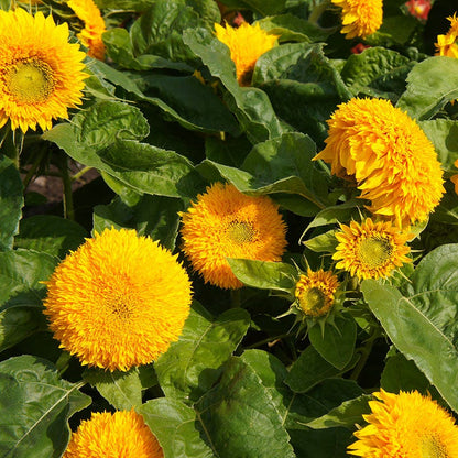 Dwarf Sungold Sunflower Seeds