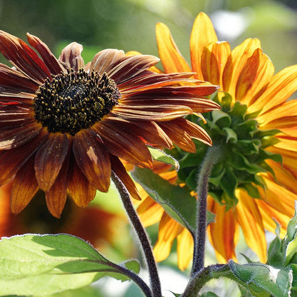 Earthwalker Sunflower Seeds