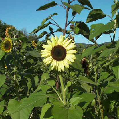 Evening Colors Sunflower Seeds
