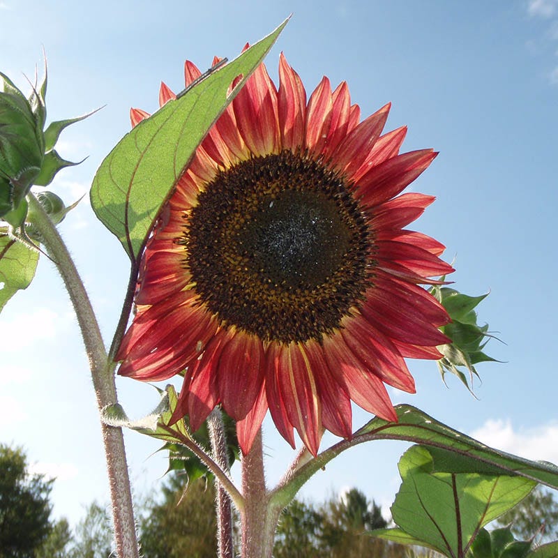 Evening Colors Sunflower Seeds