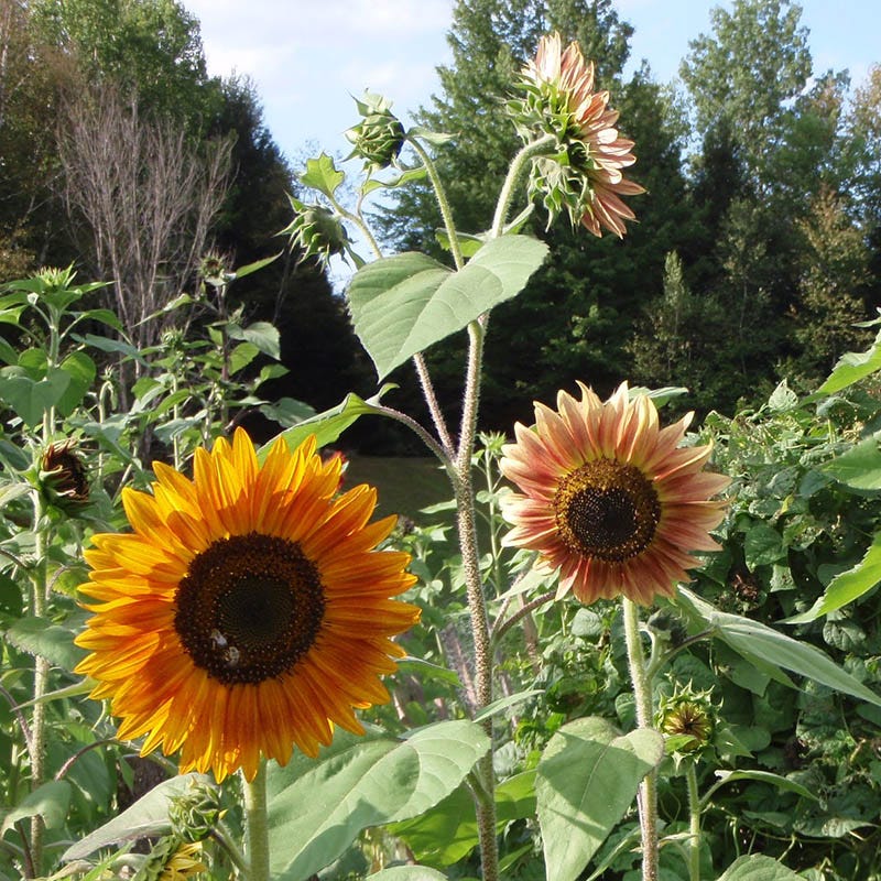 Evening Colors Sunflower Seeds