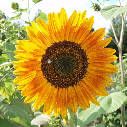 Evening Colors Sunflower Seeds