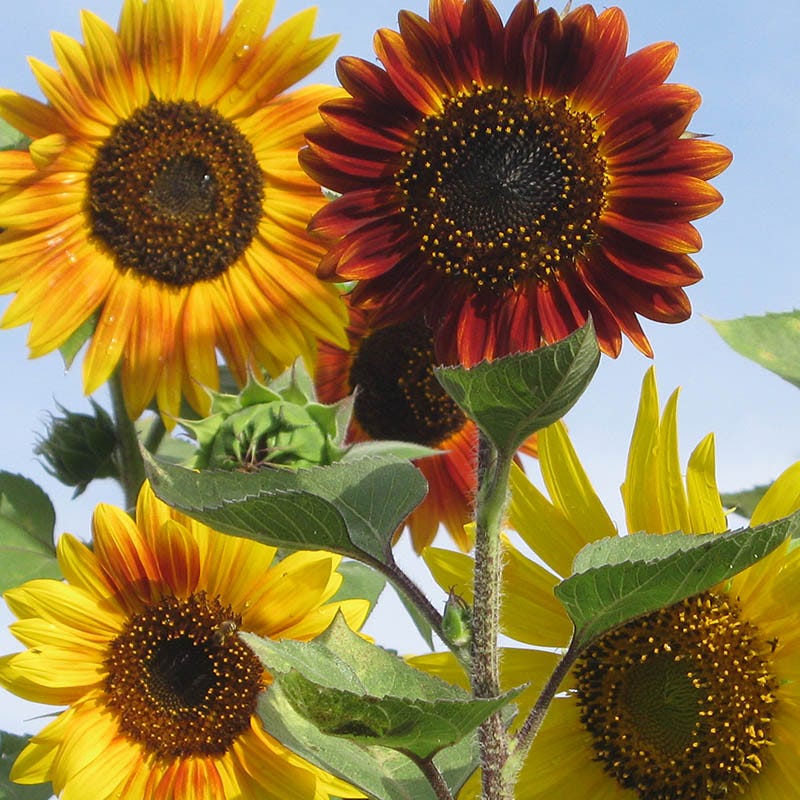 Evening Colors Sunflower Seeds
