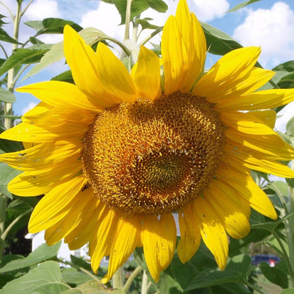 Mammoth Grey Stripe Sunflower Seeds