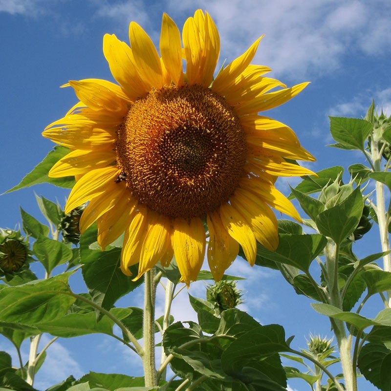 Sunflower Wildflower Seeds for Sale | Sunflower Seeds for Planting