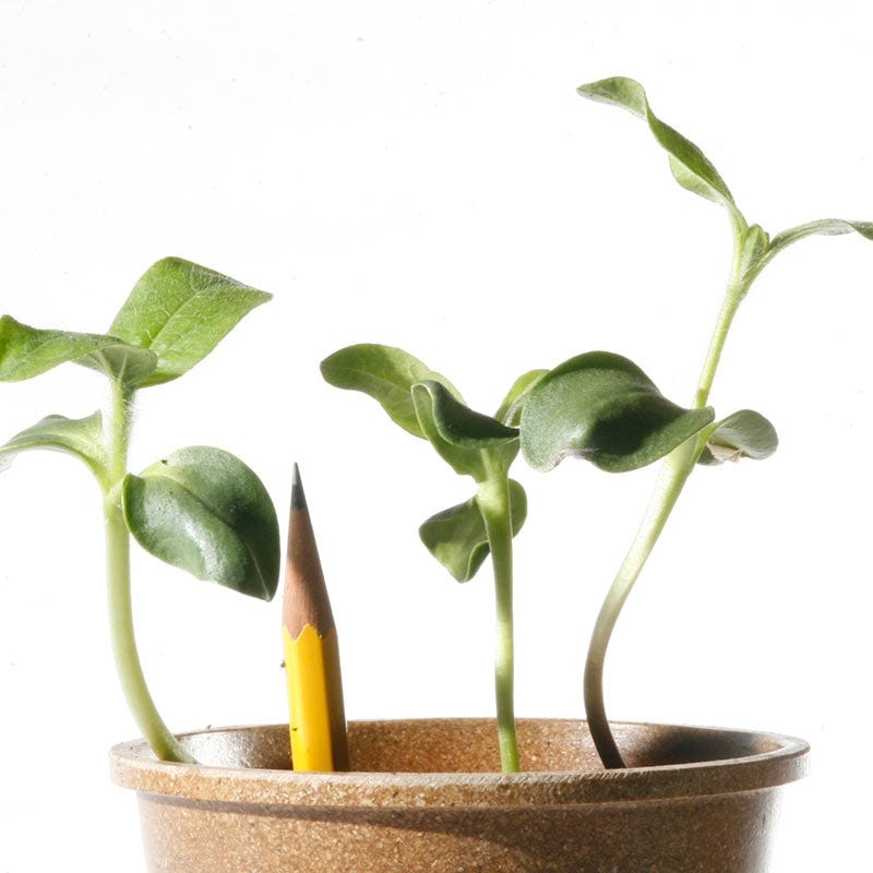 Mammoth Grey Stripe Sunflower Seeds