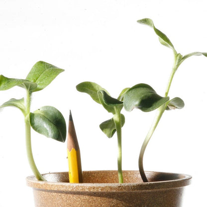 Mammoth Grey Stripe Sunflower Seeds