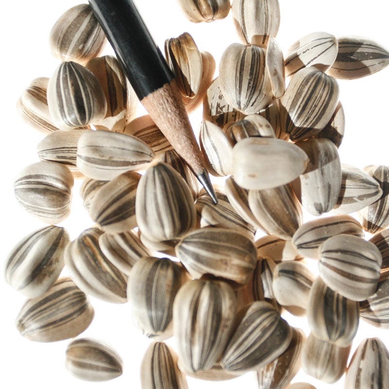 Mammoth Grey Stripe Sunflower Seeds