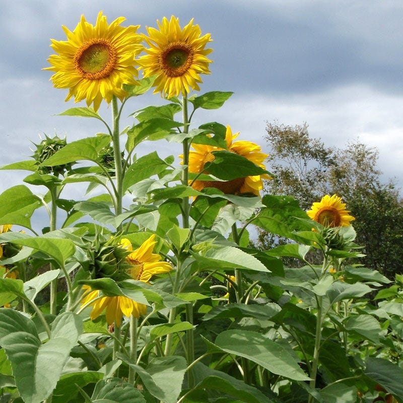 Mammoth Grey Stripe Sunflower Seeds
