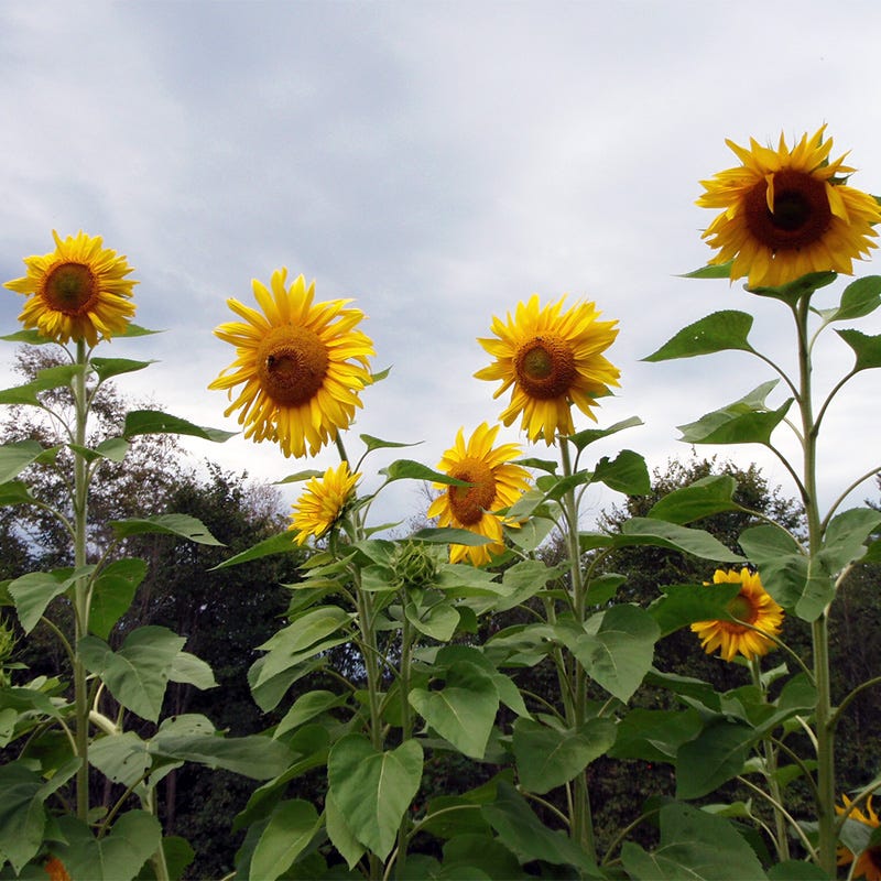 Mammoth Grey Stripe Sunflower Seeds