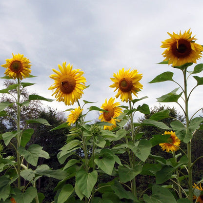 Mammoth Grey Stripe Sunflower Seeds